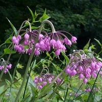 Nodding_Onion