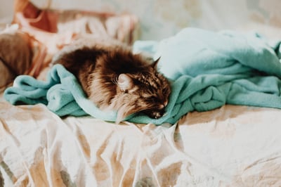 Fairway 28 is cat friendly!