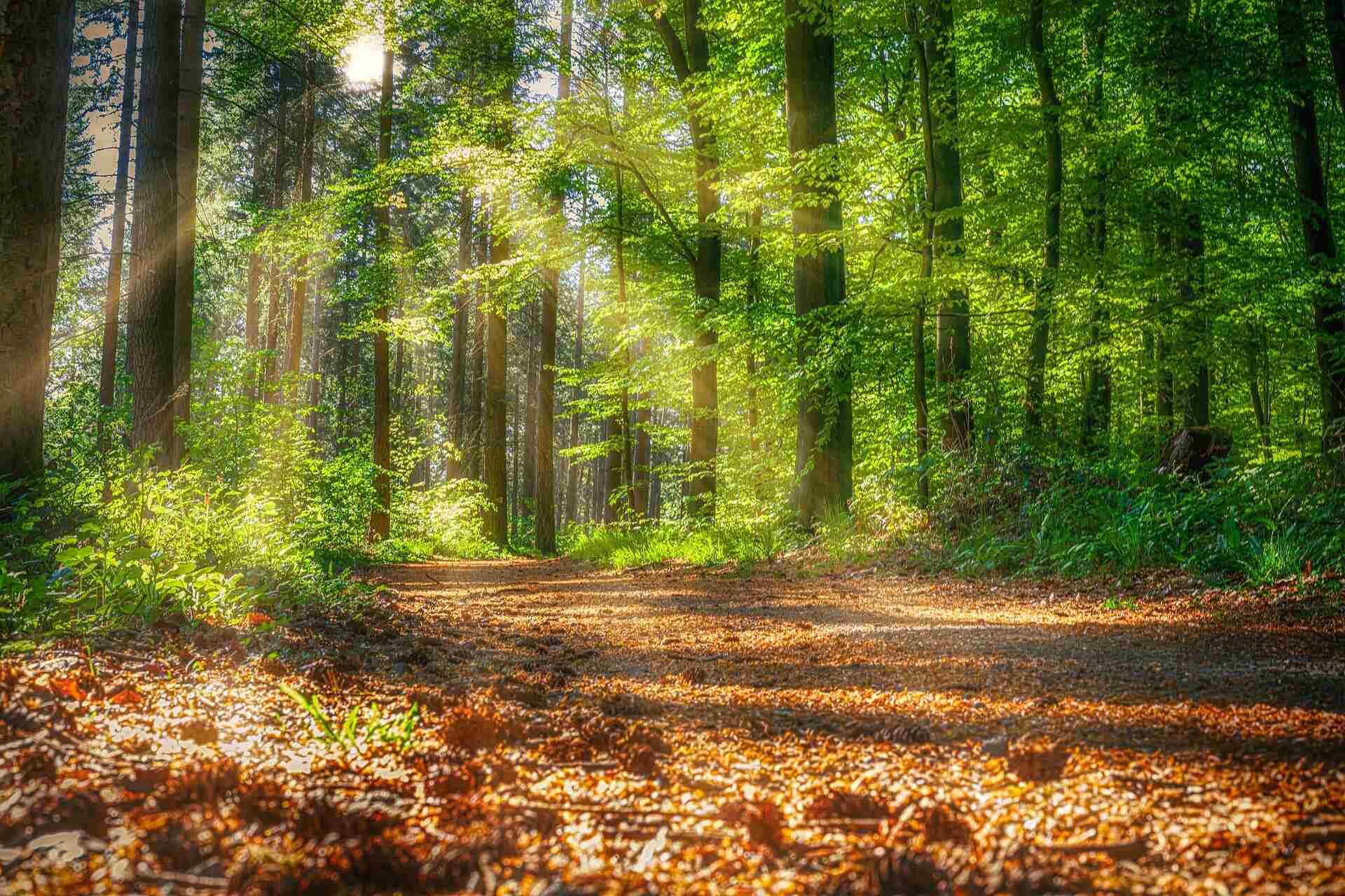 Best Parks and Outdoor Spaces In and Near Scotch Plains, New Jersey