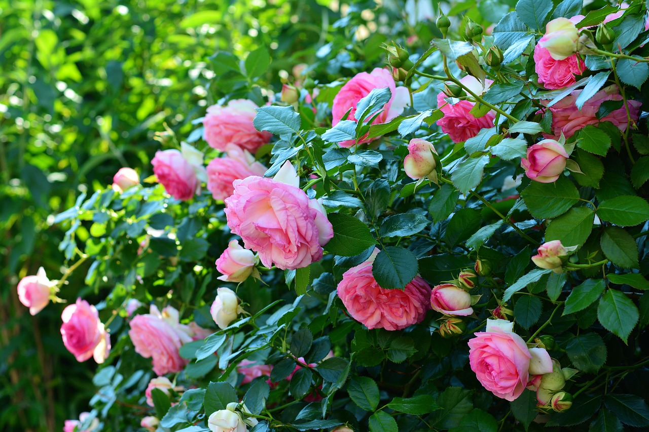 The Best 2019 Summer Events Near Hillsborough, NJ