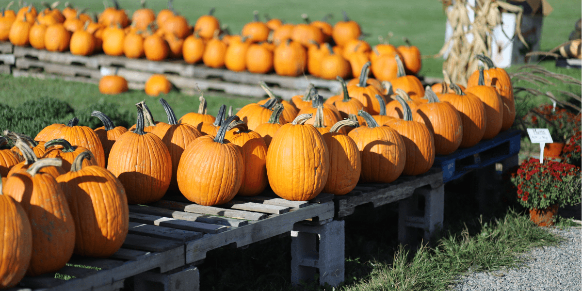 Mark Your Calendar For The Best Fall Activities in 2023