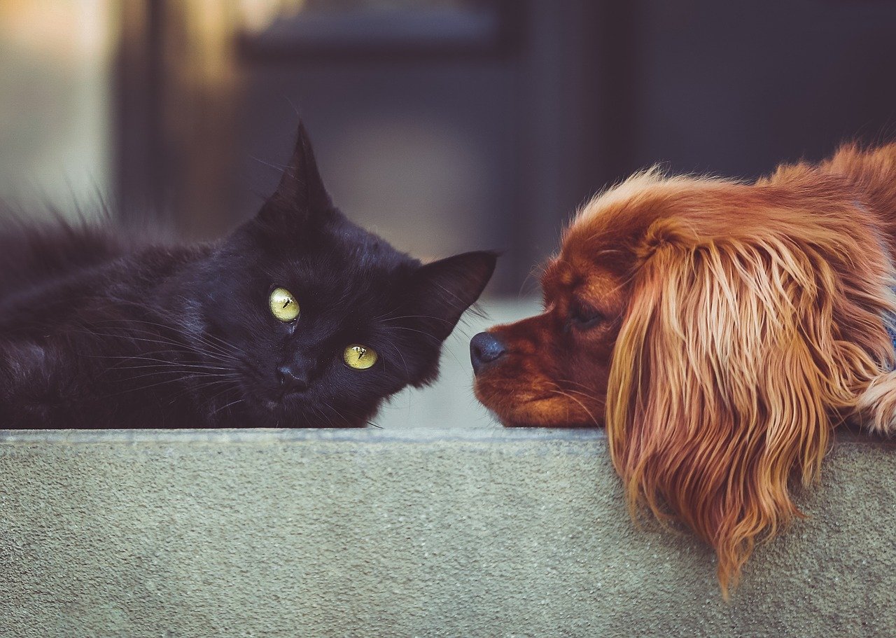 4 Tips for Having a Pet in an Apartment-1