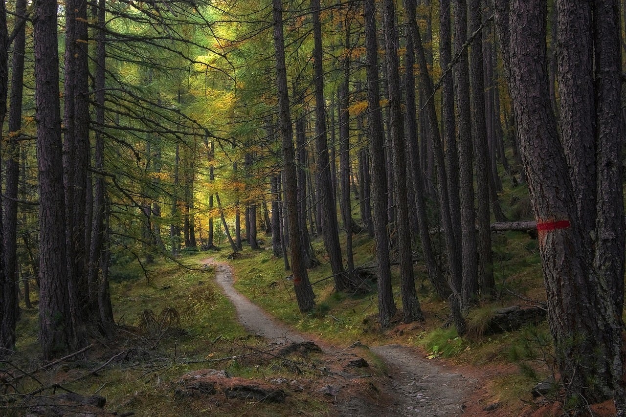 Image of a long wooded hiking trail in Central New Jersey