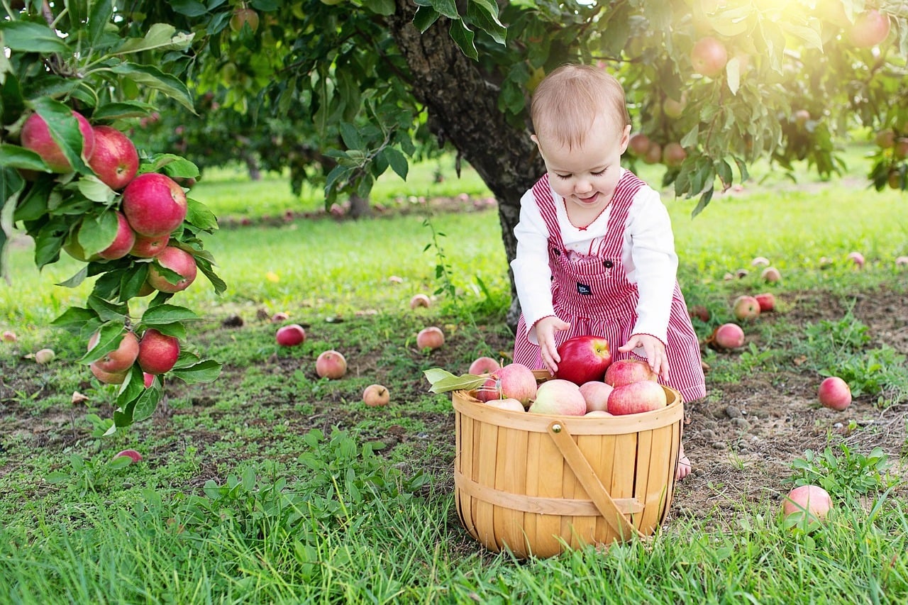 Image of an infant girl picking apples at an orchard near Montgomery Township, NJ. 