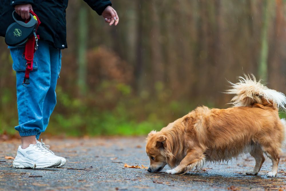 Man walking a small brown dog on a leash in a fall forest setting in Montgomery Township, NJ.
